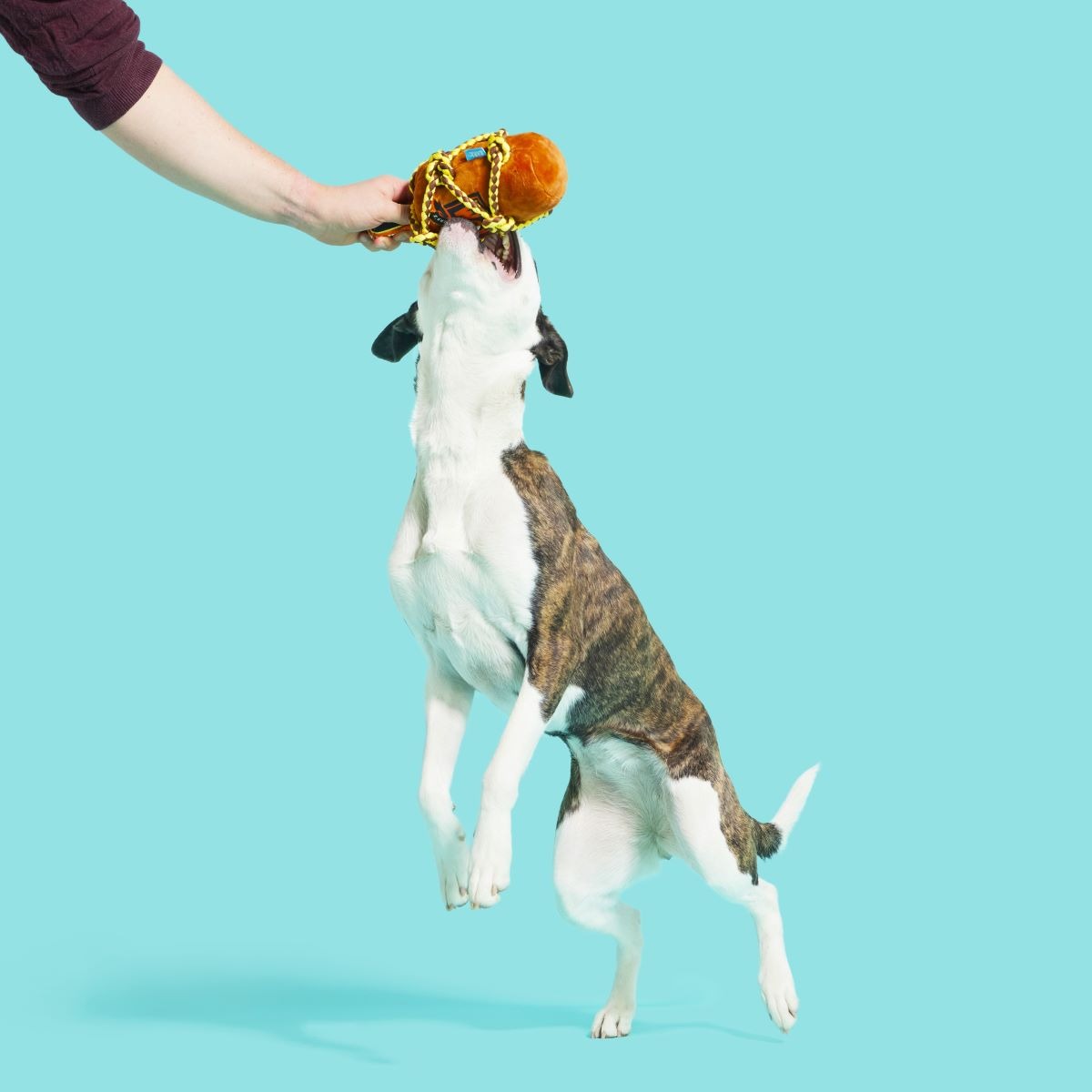 Barkbeard's Rum Plush Tug Dog Toy