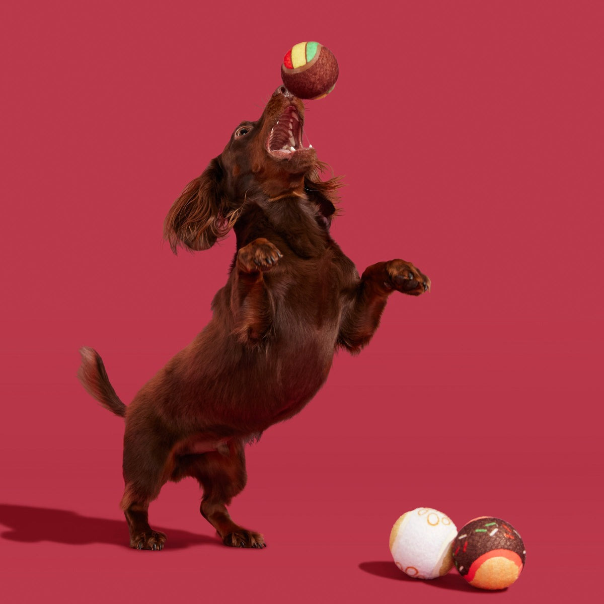 Ballscoti Cookies Plush Multi-Part Fetch Dog Toy