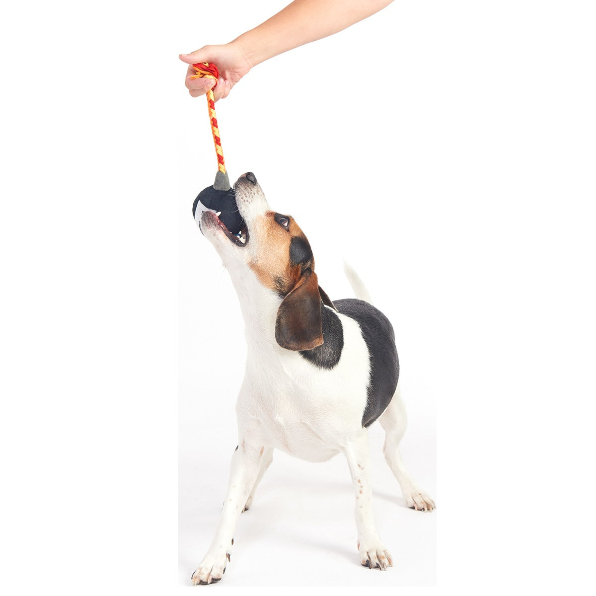 F Bomb Plush Tug Dog Toy