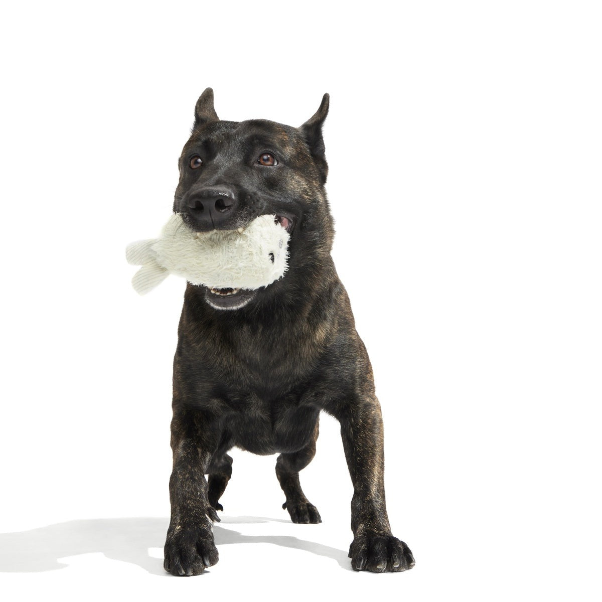 Seal Meal Super Chewer Durable 2-in-1 + Enrichment Dog Toy
