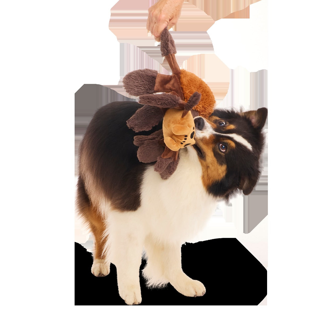 AragogTM Plush Extra-Large + Tug Dog Toy