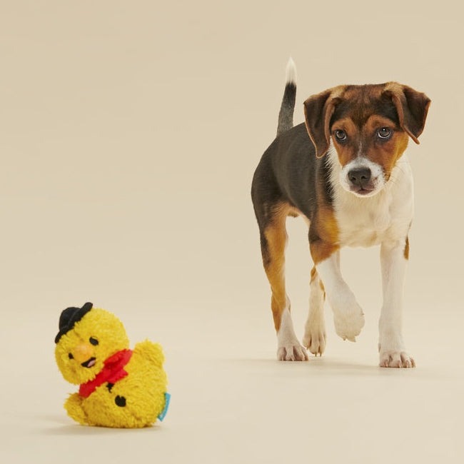 Mark the Yellow Snowman Plush Dog Toy