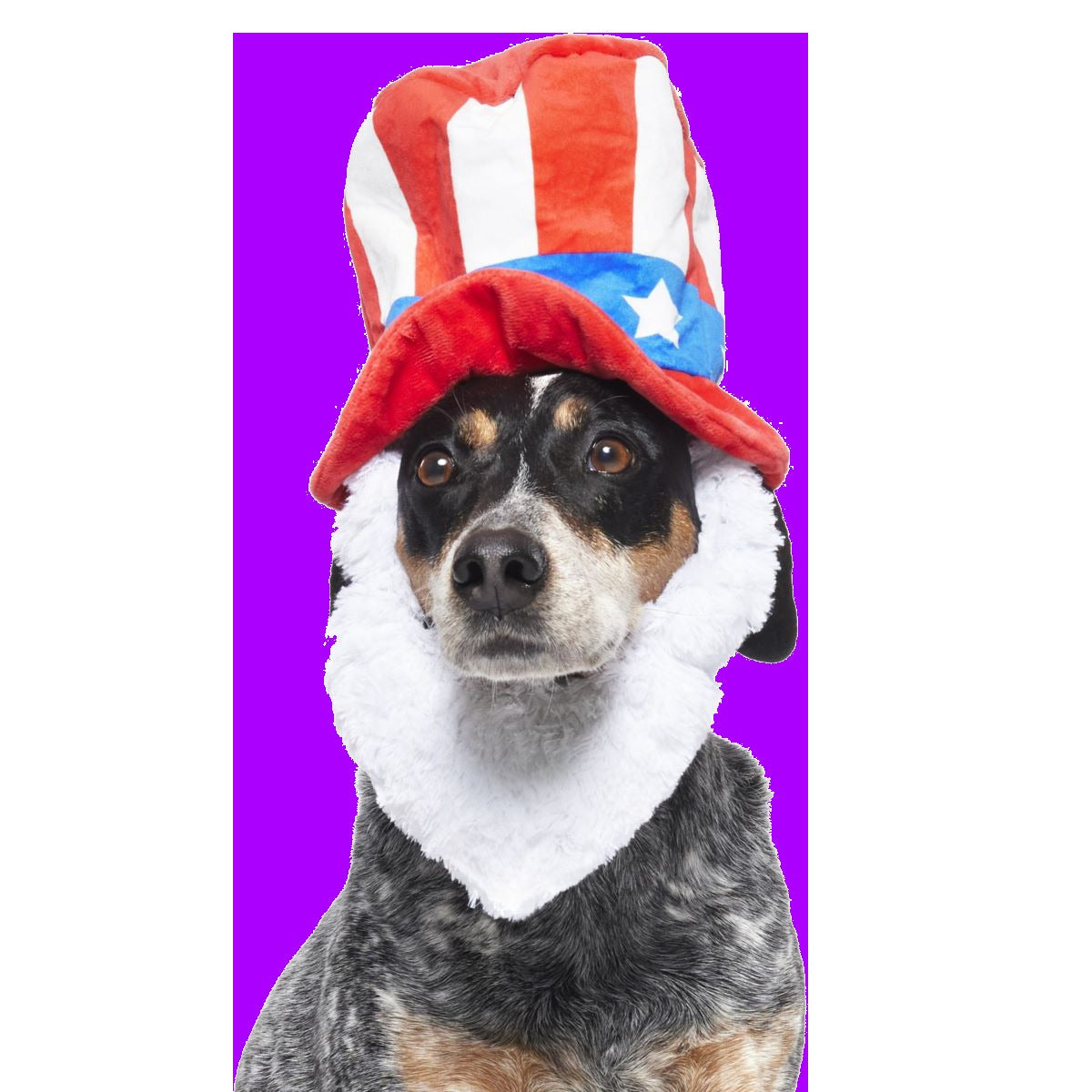 Dog Bless America Plush Wearable + Tug Dog Toy