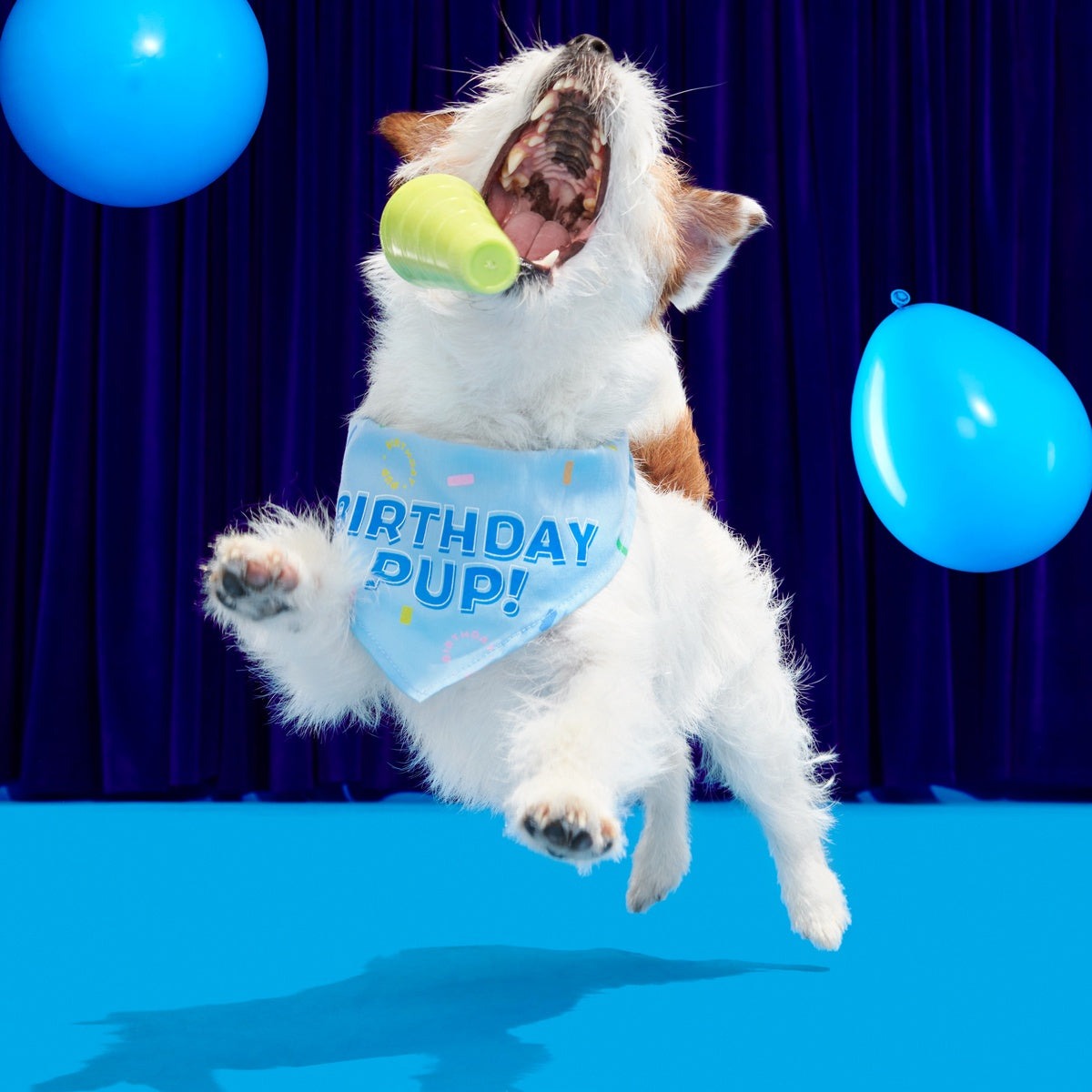 Birthday Dog Bandana