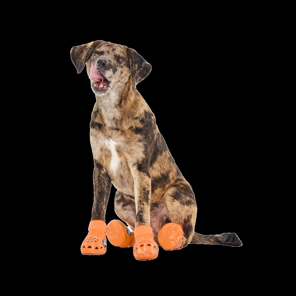 CrocsTM Shoes For Dogs