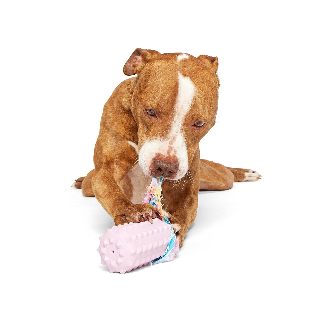 Grateful Ted Super Chewer Durable 2-in-1 + Tug Dog Toy