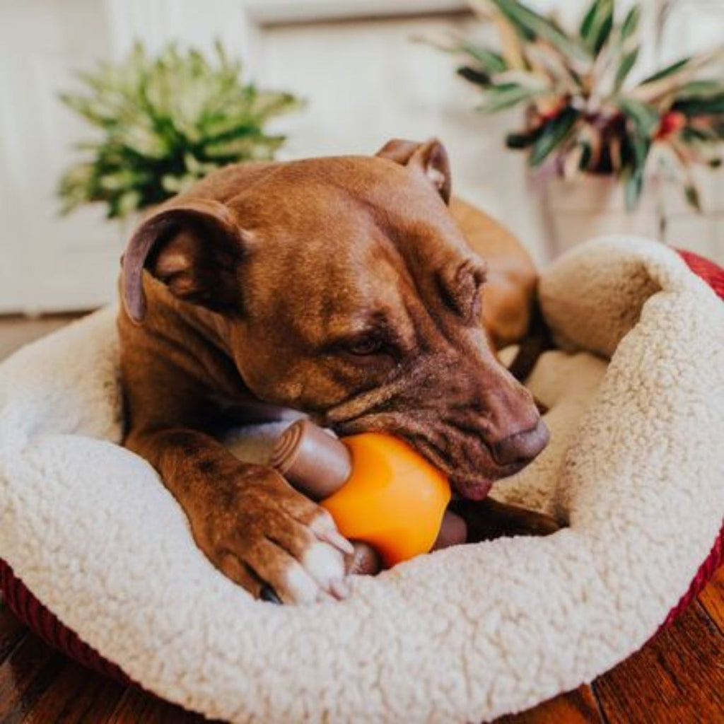 Chompfire Super Chewer Durable Gnaw Dog Toy