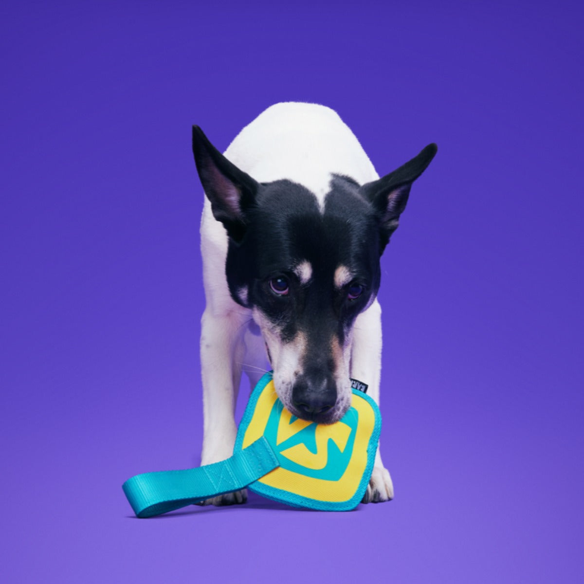 Spooky ScoobyTM Name Tag Super Chewer Durable Tug Dog Toy