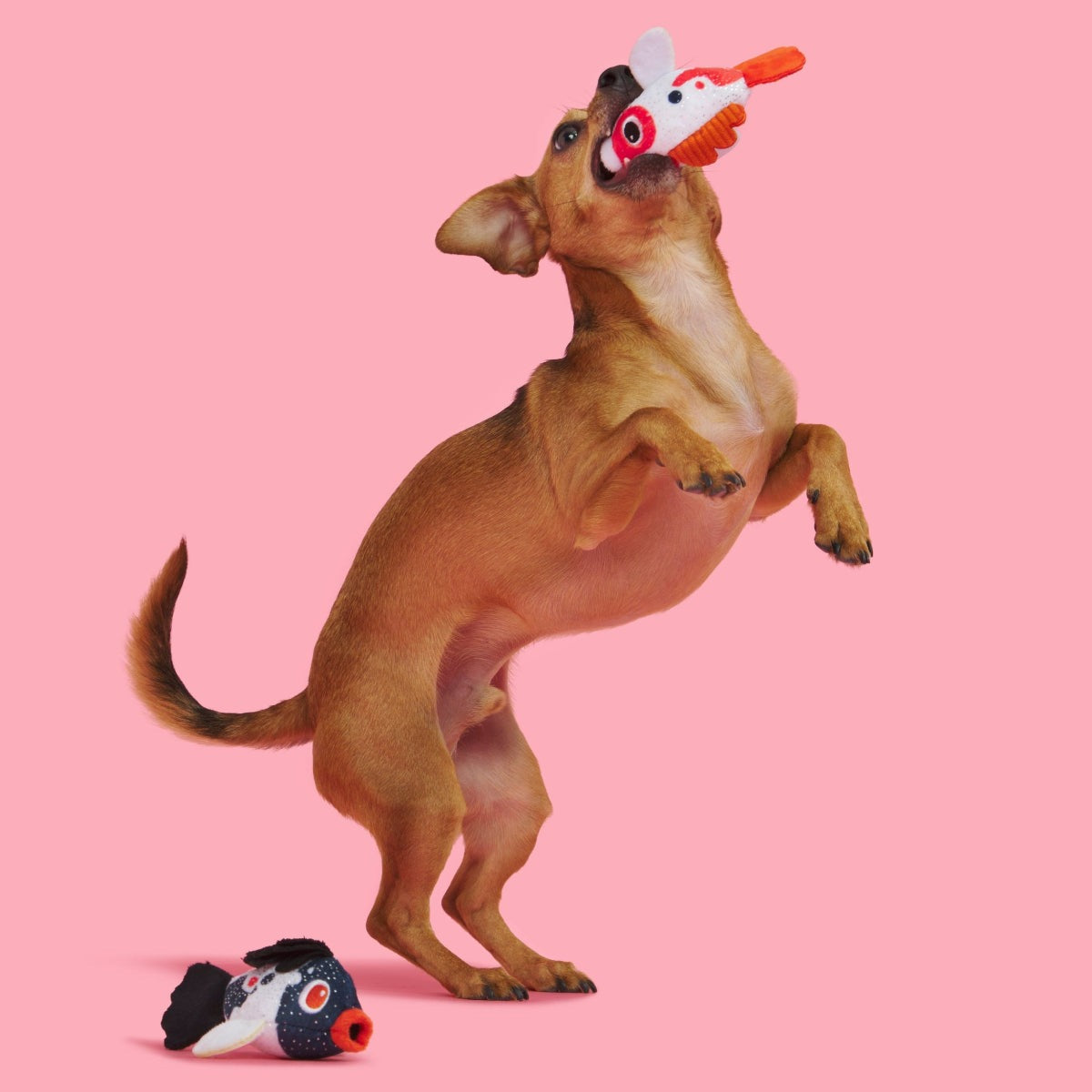 Toi Koi Plush Multi-Part Dog Toy