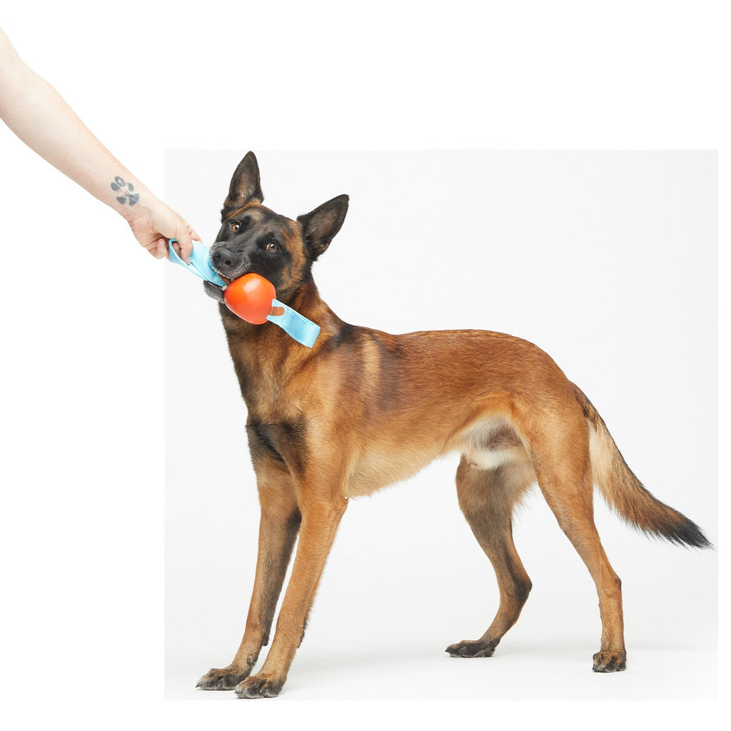 One Bad Apple Super Chewer Durable Tug + Enrichment Dog Toy