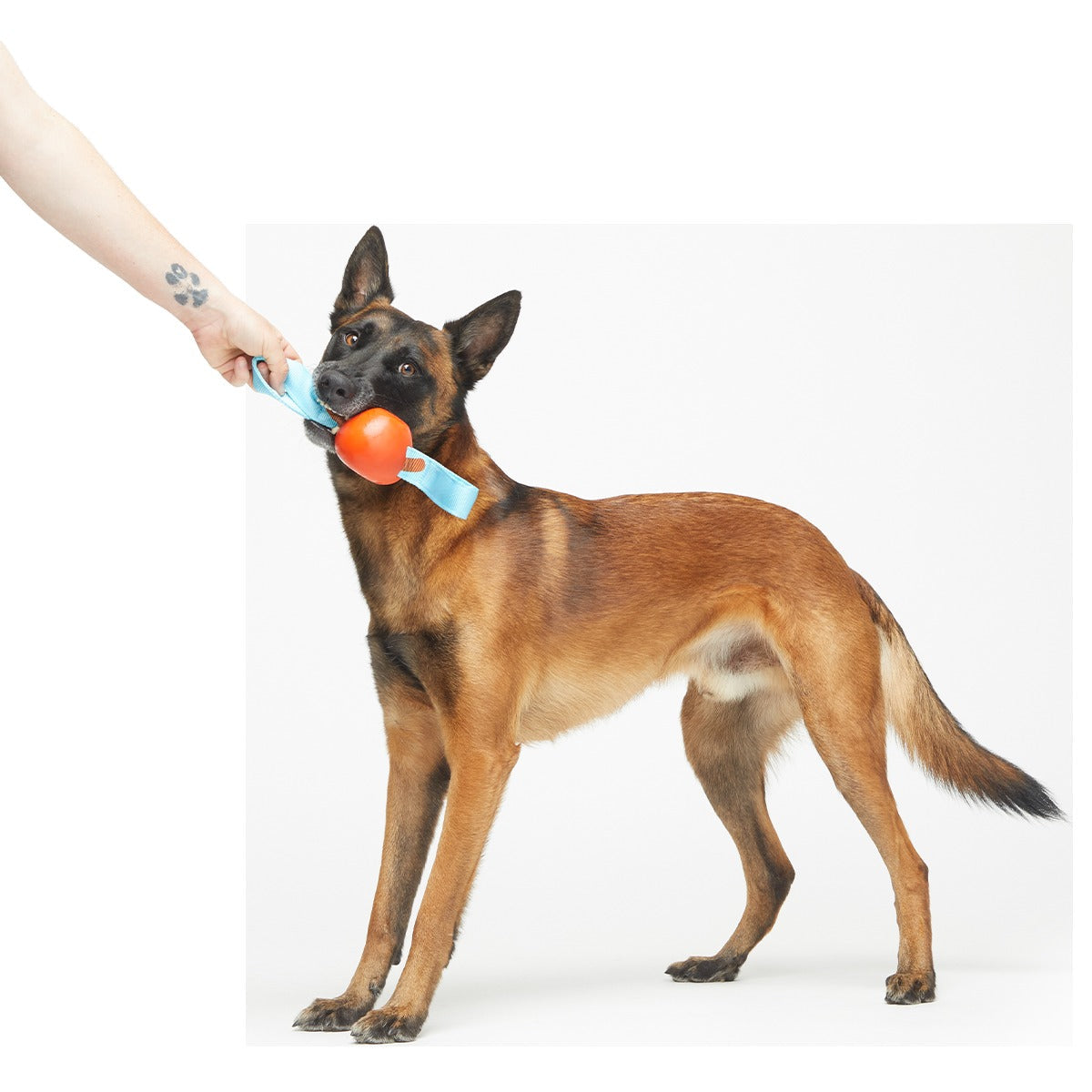 One Bad Apple Super Chewer Durable Tug + Enrichment Dog Toy