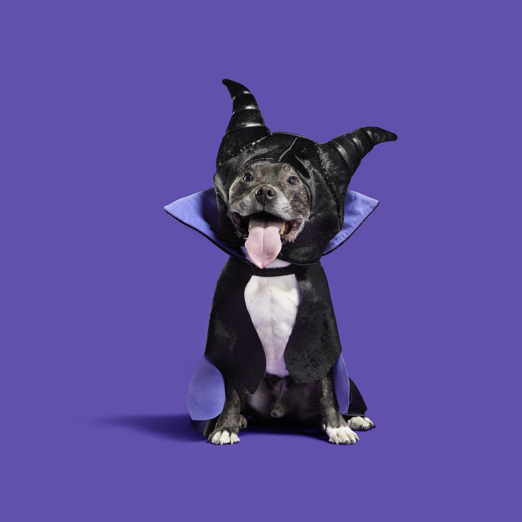 Maleficent Dog Costume