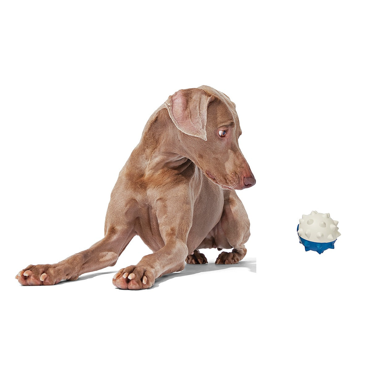 Throwfish Super Chewer Durable Fetch Dog Toy