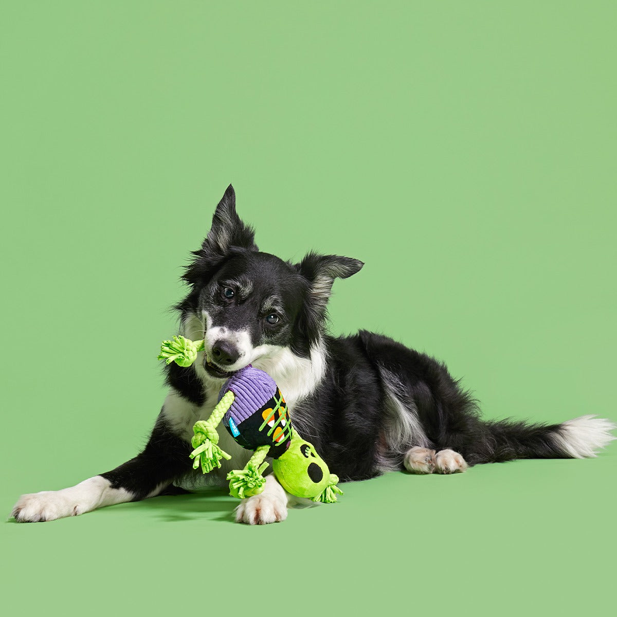 Moldy Barry Bones Plush Tug Dog Toy