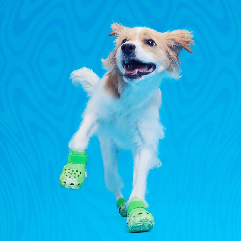 CrocsTM Shoes For Dogs