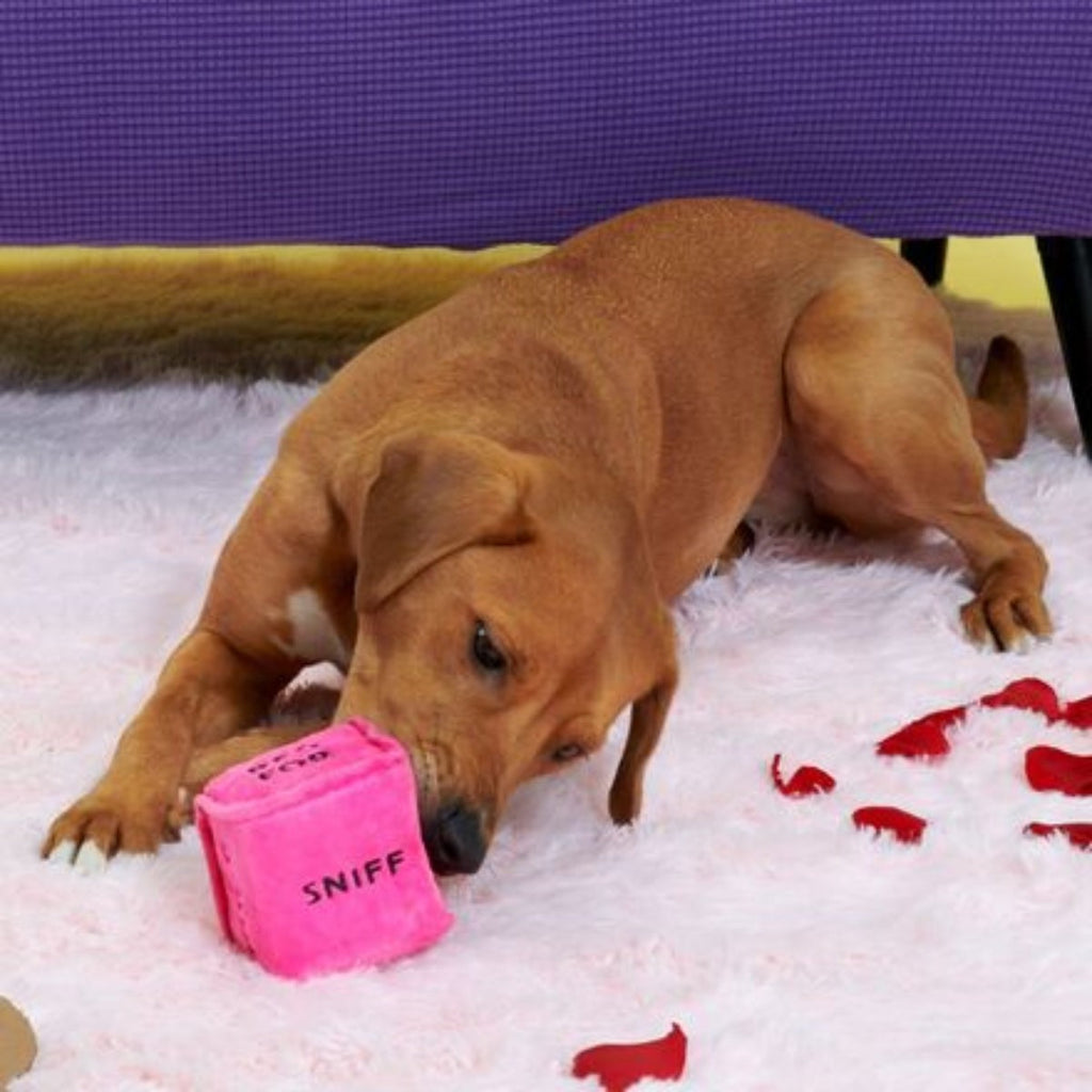 Gnawty Dog Dice Plush Multi-Part Dog Toy