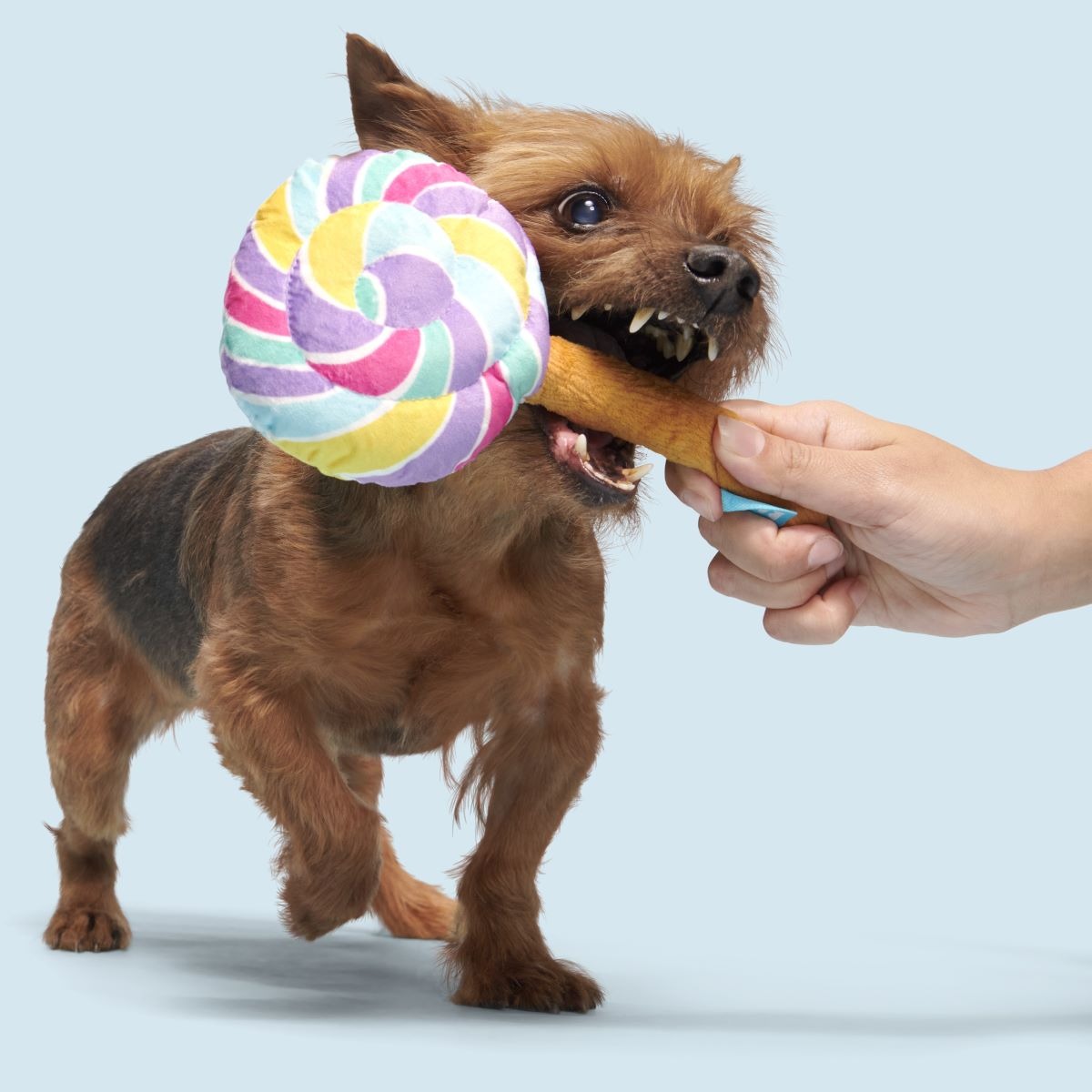 Lick-A-Lot Lollipop Plush Tug Dog Toy