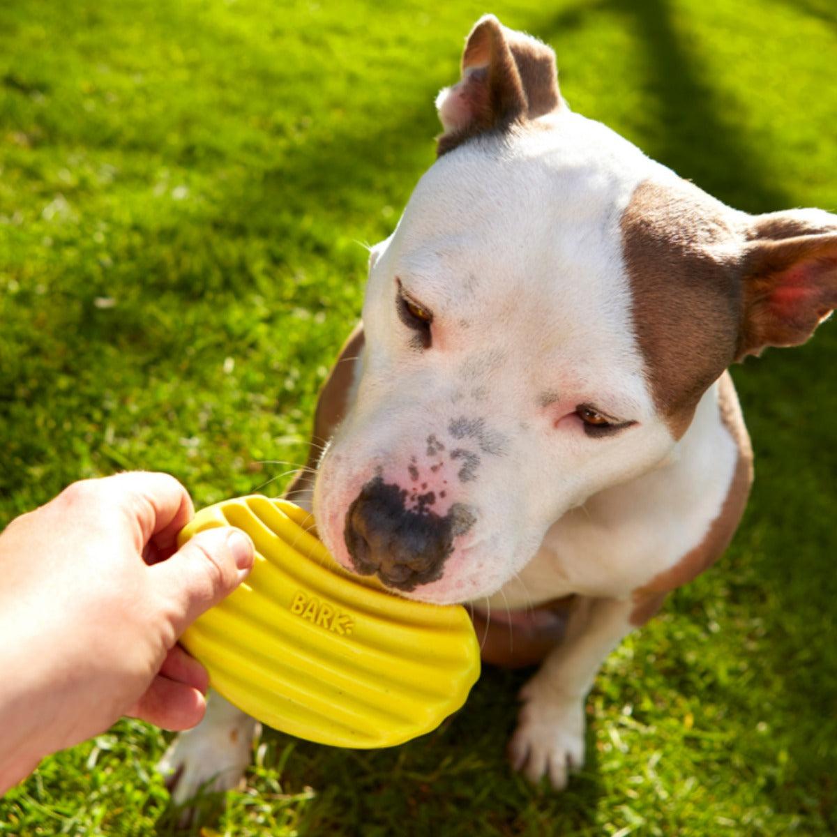 Tuffles Potato Chip Super Chewer Durable Gnaw Dog Toy