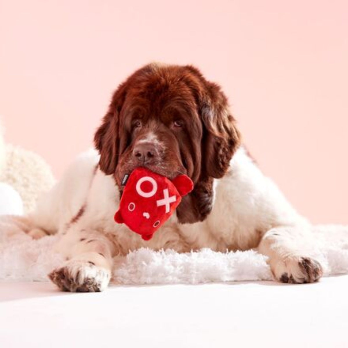 Bear Hugger Super Chewer Durable 2-in-1 + Enrichment Dog Toy