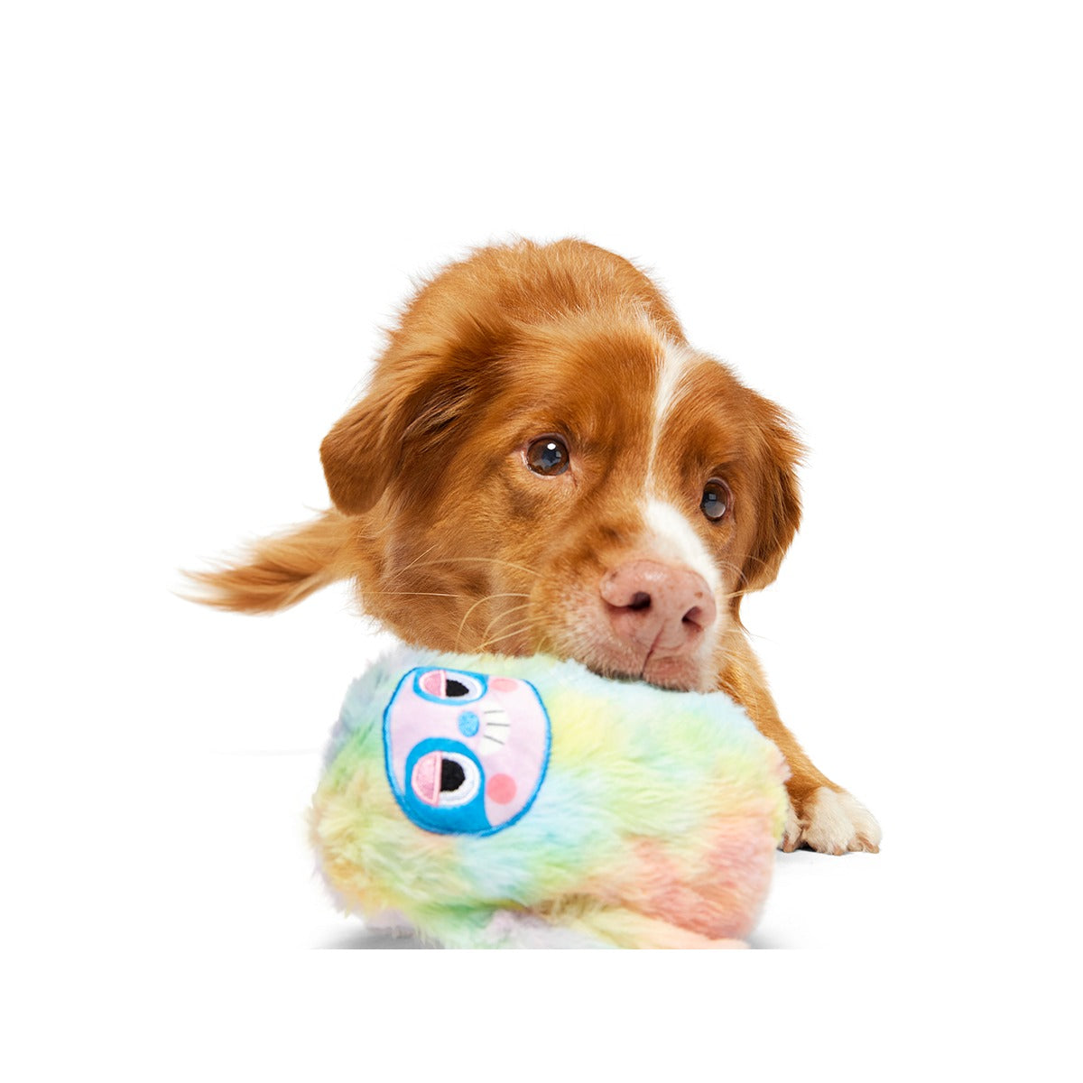 Grateful Ted Super Chewer Durable 2-in-1 + Tug Dog Toy
