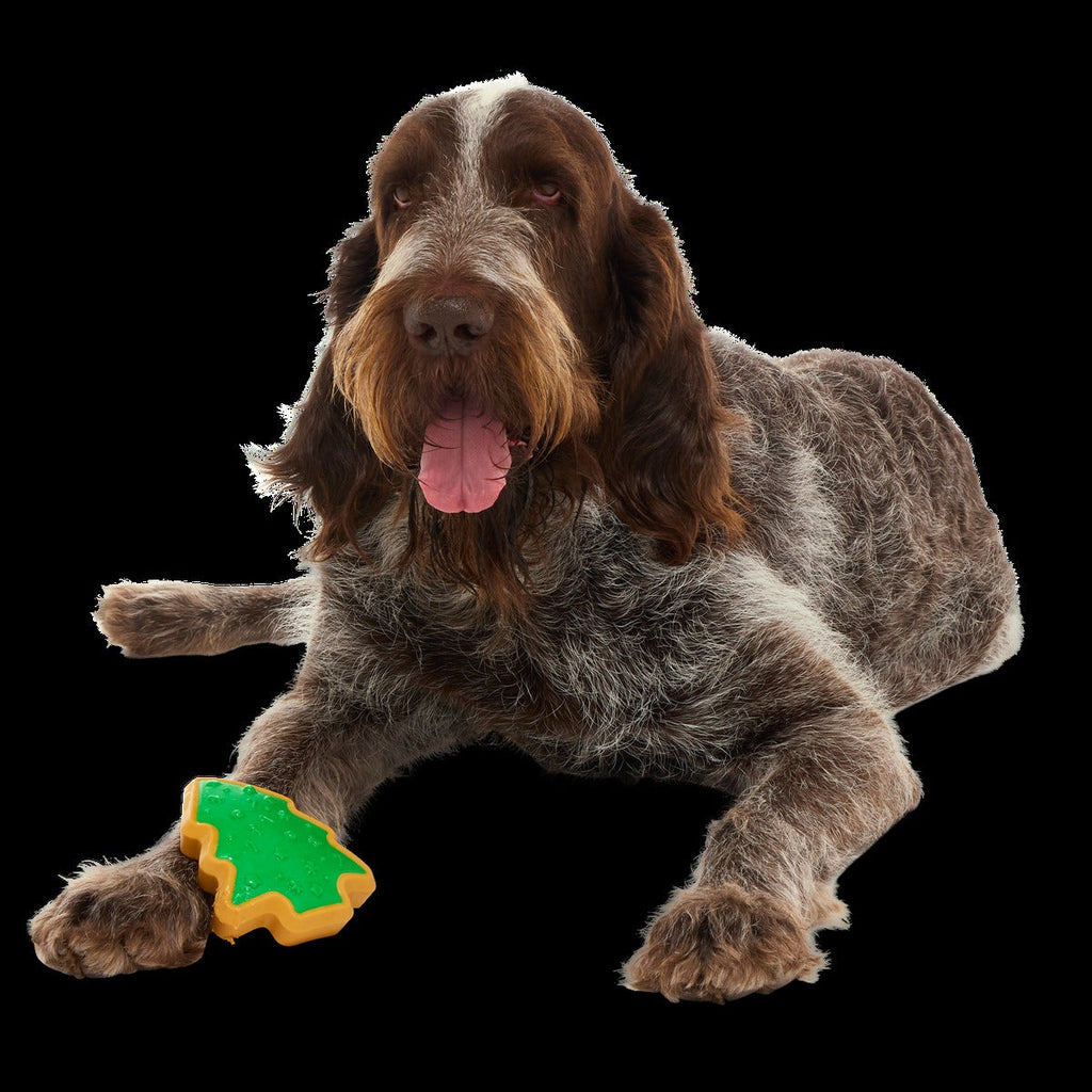 Hard-Baked Sugrrrr Cookie Super Chewer Durable Gnaw + Enrichment Dog Toy