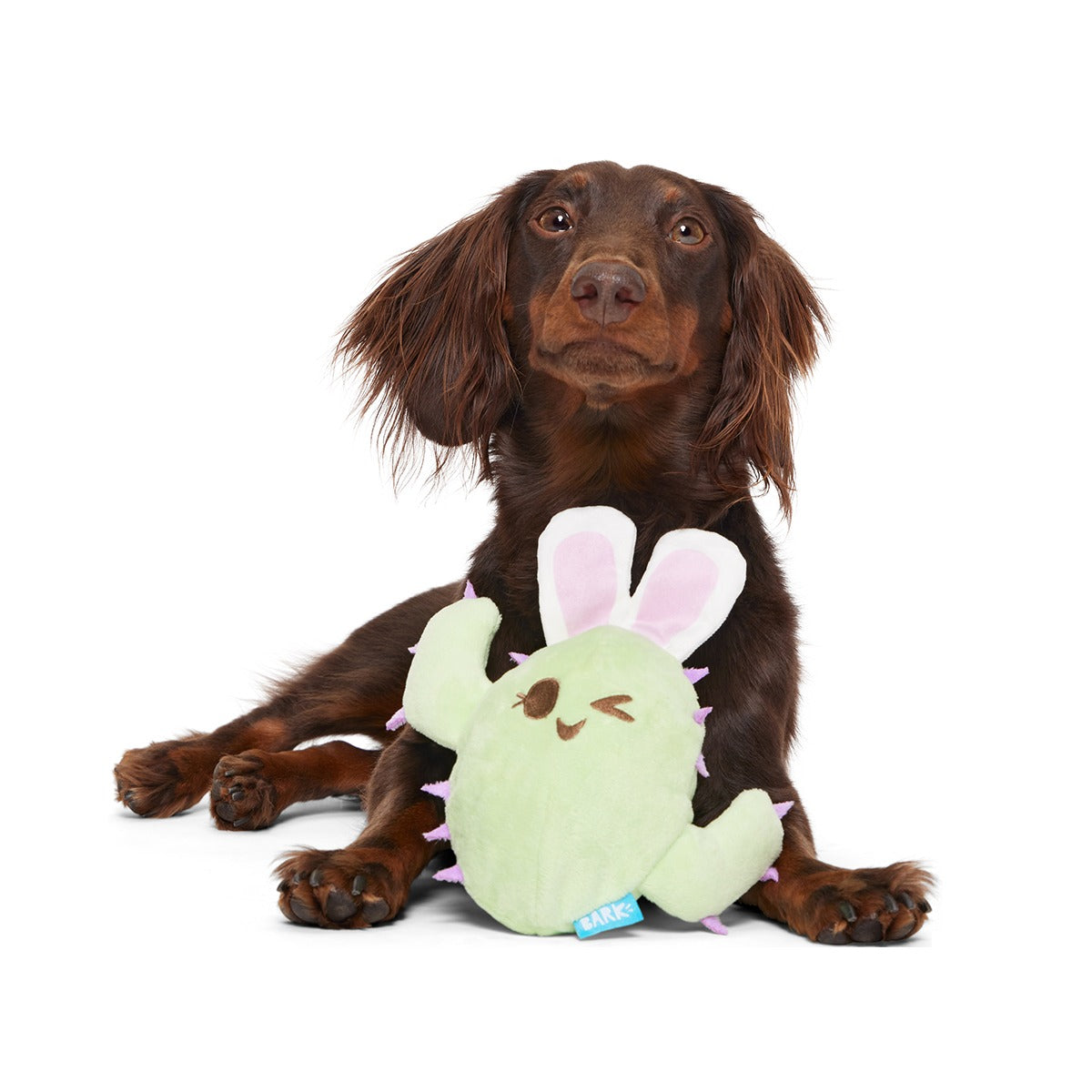 Consuela the Hoppy Cactus Plush 2-in-1 + Tug Dog Toy