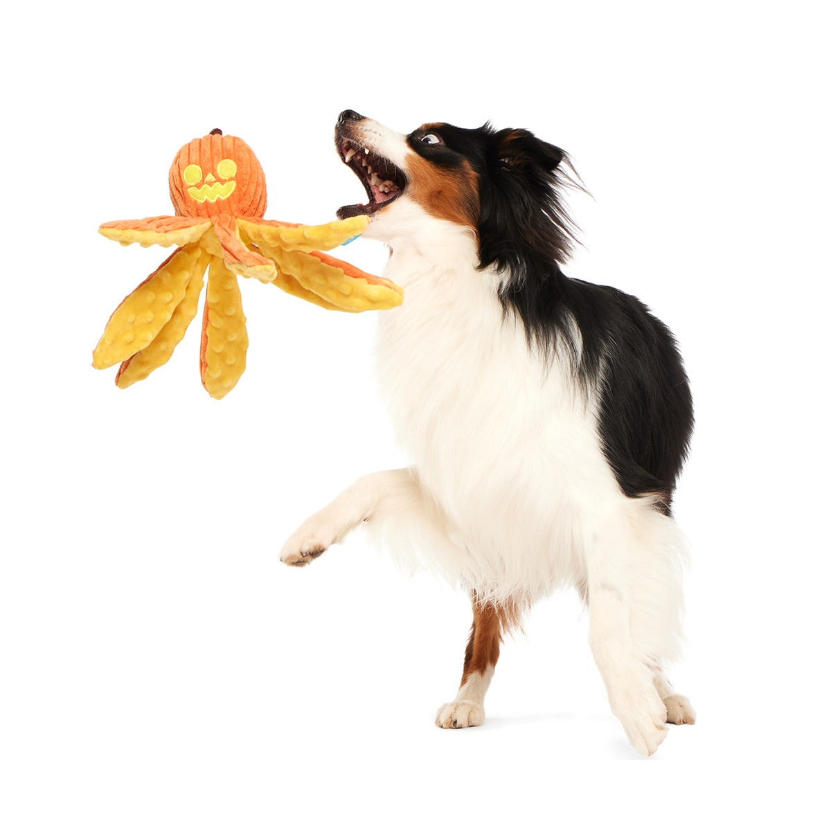 Jack-Ollie Lantern Plush Tug Dog Toy