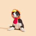 Gobble Head Plush Wearable Tug Dog Toy