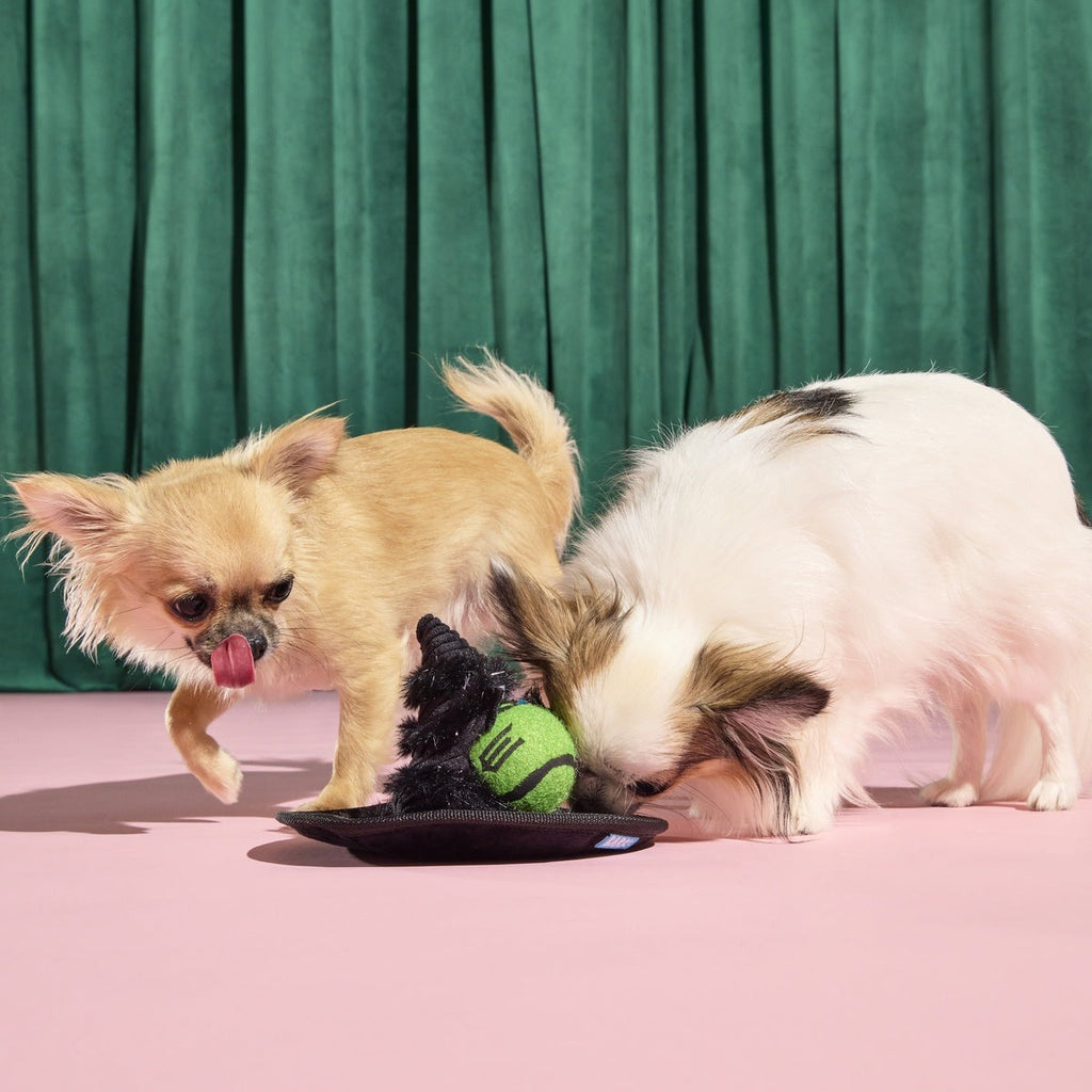 Elphaba's Ozdust Hat Plush 2-in-1 + Fetch Dog Toy