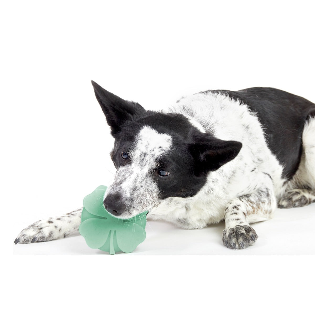 Fur Leaf Clover Super Chewer Durable Gnaw Dog Toy