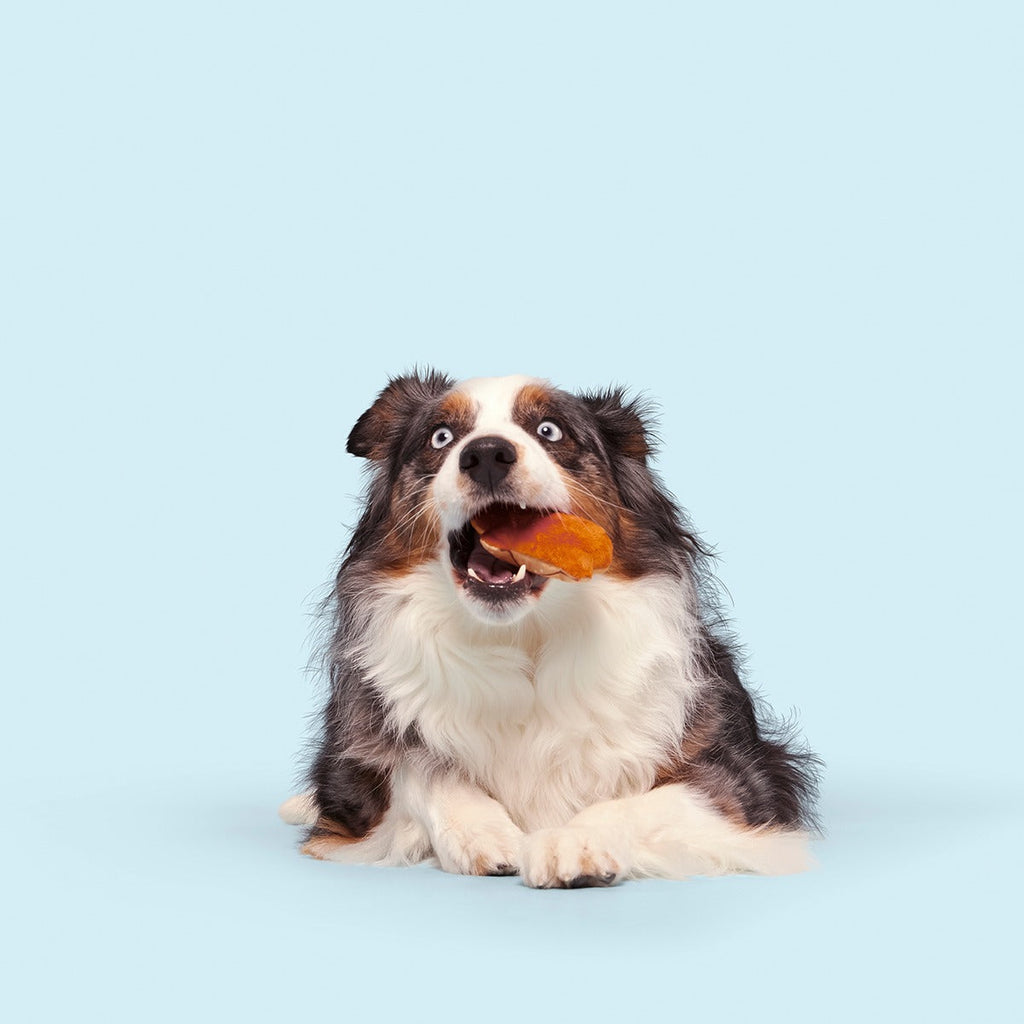 Salty Stan Plush Multi-Part + Enrichment Dog Toy
