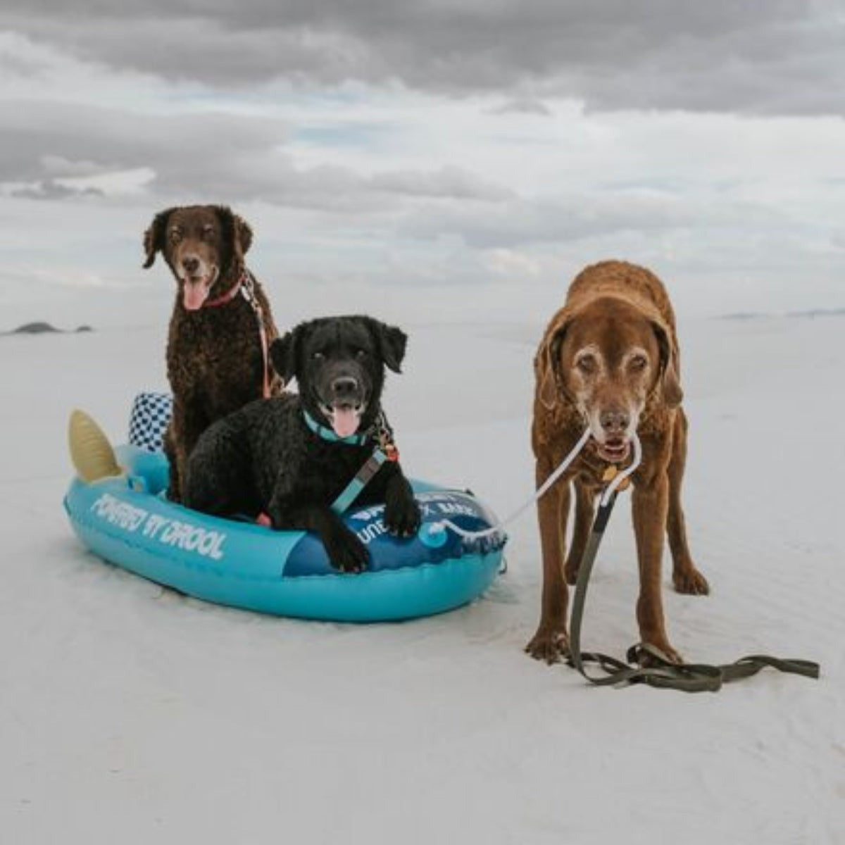 FUNBOY x BARK Dog Sled