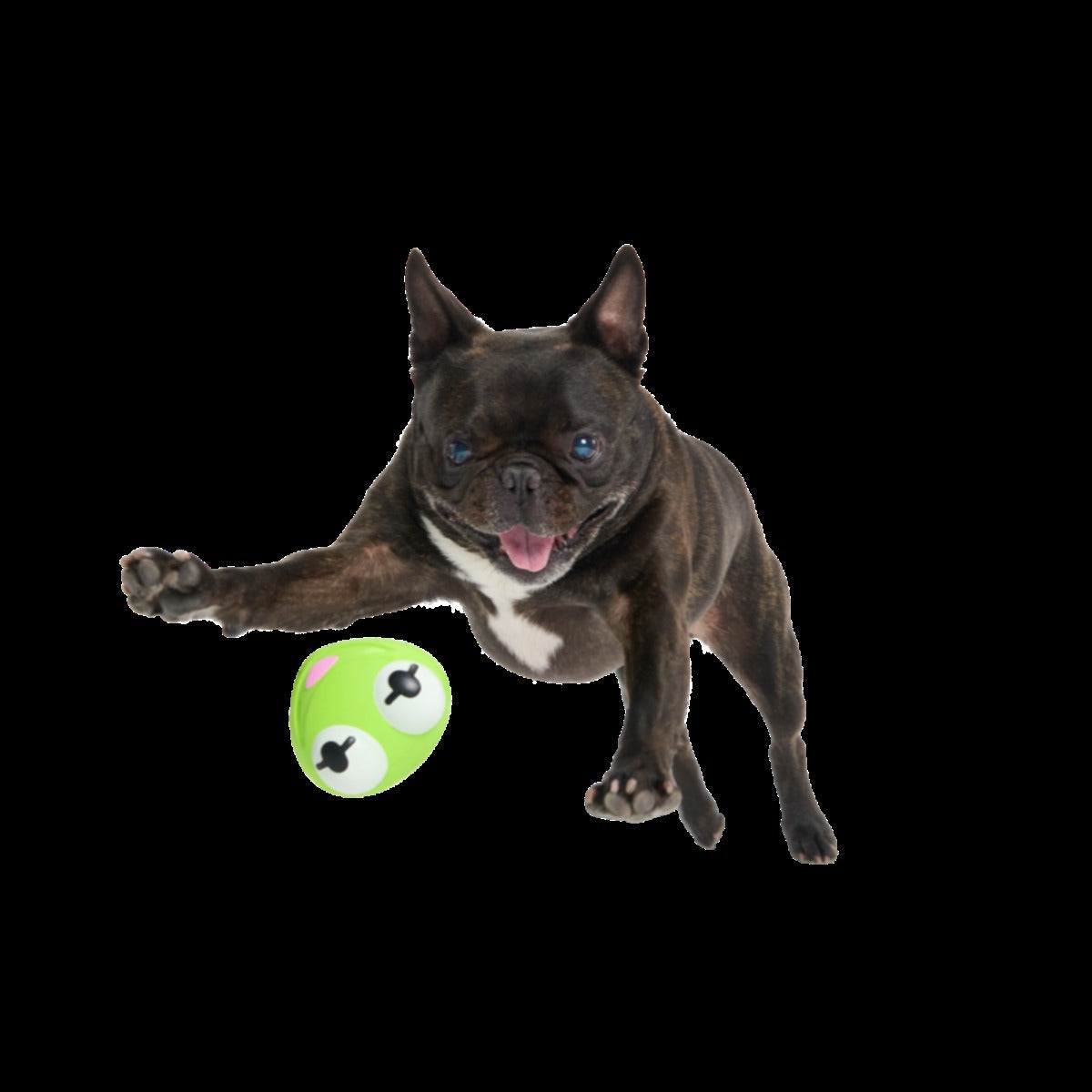 Kermit the Frog as “Bouncing Bob Catch-It" Durable Super Chewer Fetch Dog Toy