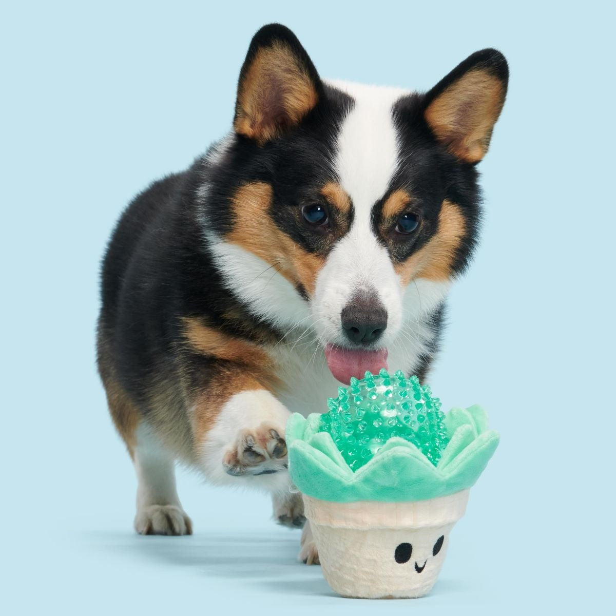 Suki Succulent Plush Multi-Part + Fetch Dog Toy