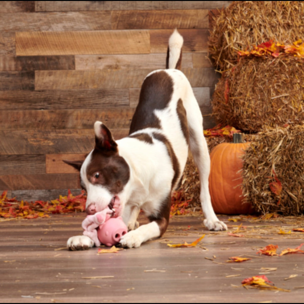 Hambone Super Chewer Durable 2-in-1 + Enrichment Dog Toy
