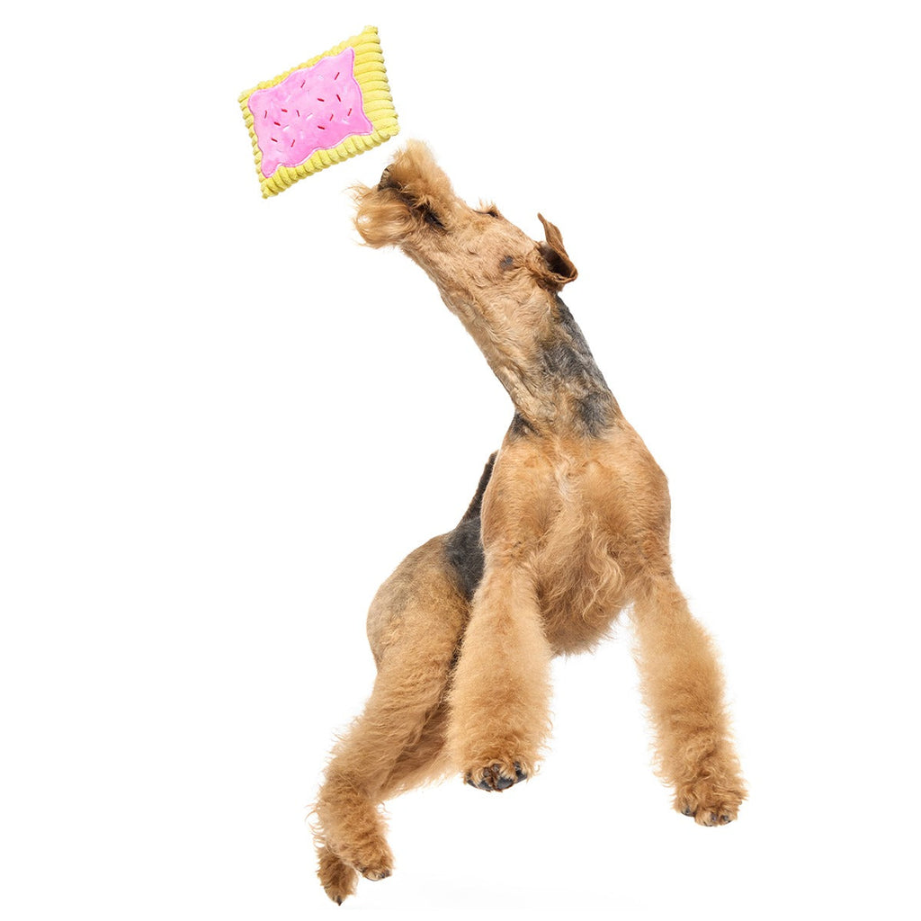 Pup Tart Plush Tug Dog Toy