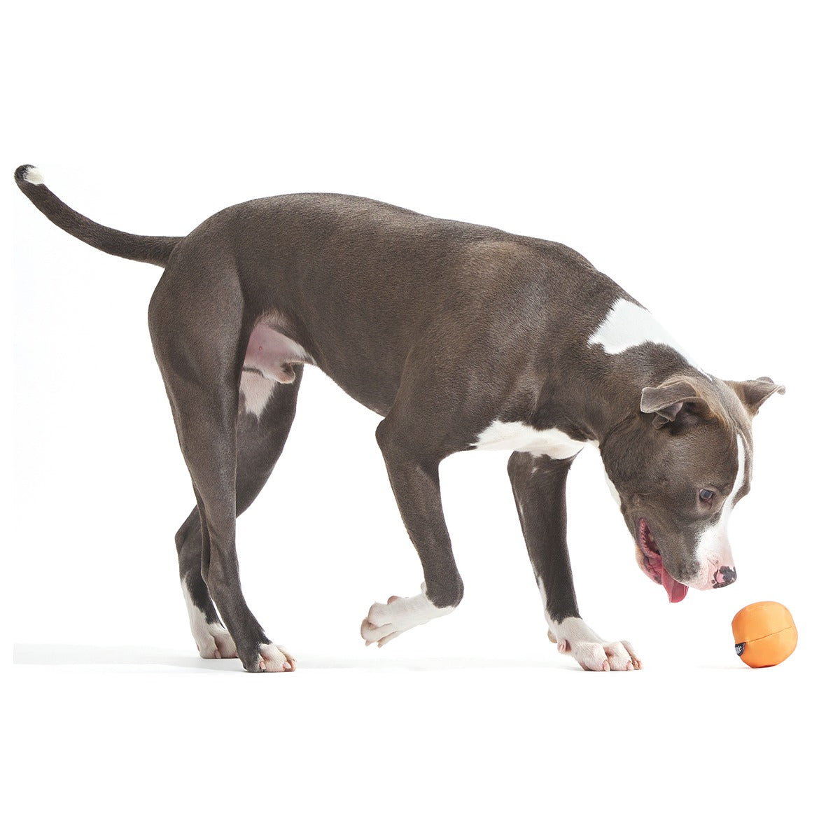 Orange Crush Super Chewer Durable 2-in-1 + Fetch Dog Toy