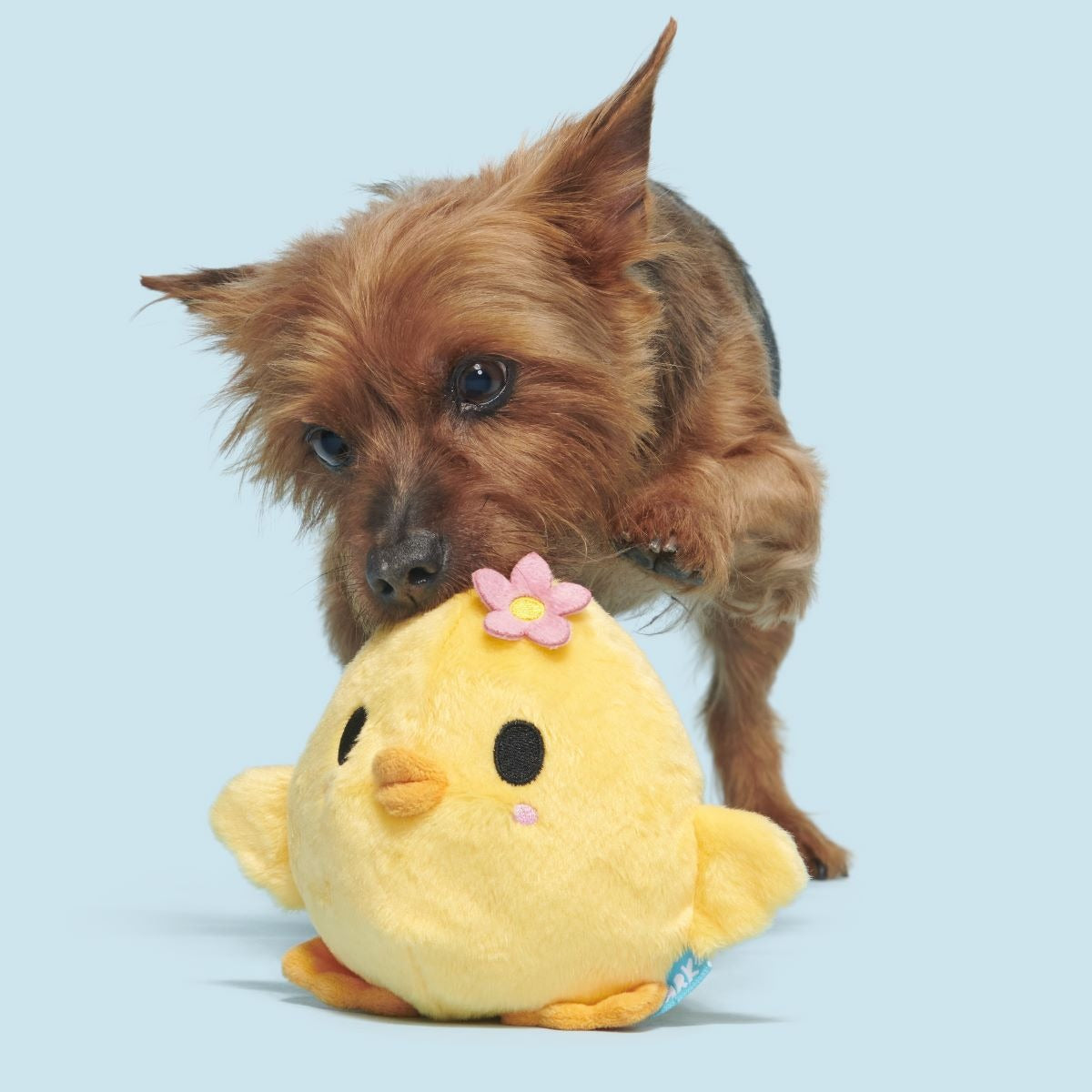 Lil' Hennifer Plush Fetch Dog Toy