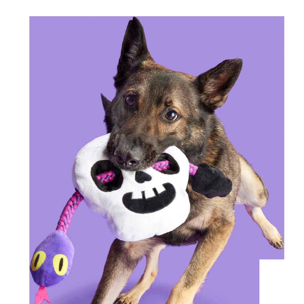 Sssskull Plush Extra-Large + Tug Dog Toy