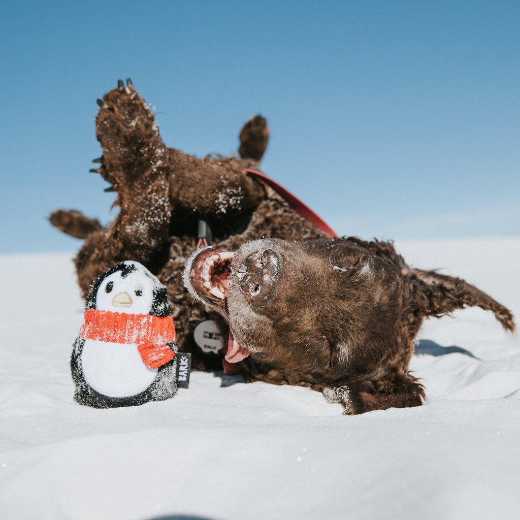 Friendguin Super Chewer Durable 2-in-1 Dog Toy