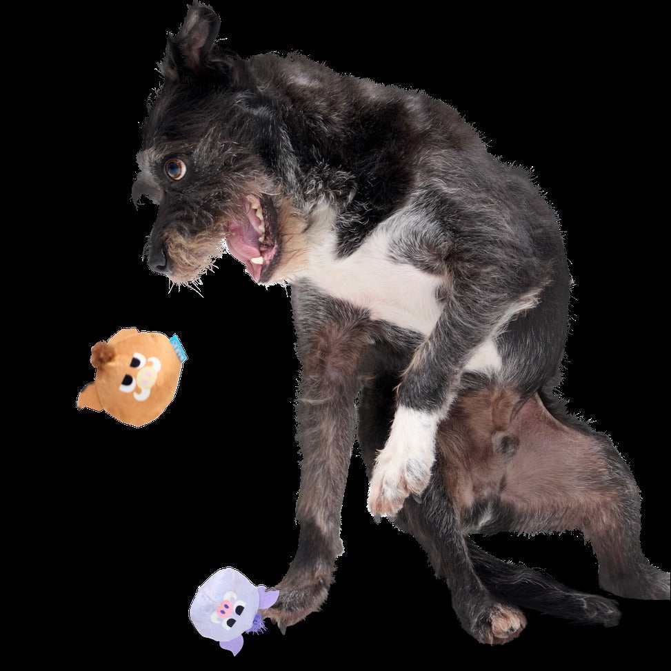 The Boar Bros Plush Multi-Part Dog Toy