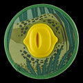 Dino Fling Ring Durable Super Chewer Fetch Dog Toy