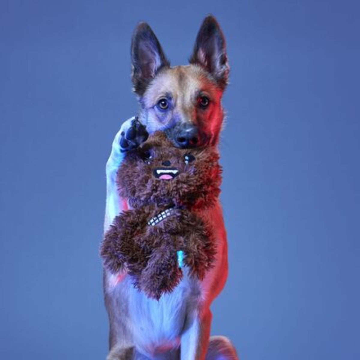 Bark It Up, Fuzzball! Plush Tug Dog Toy