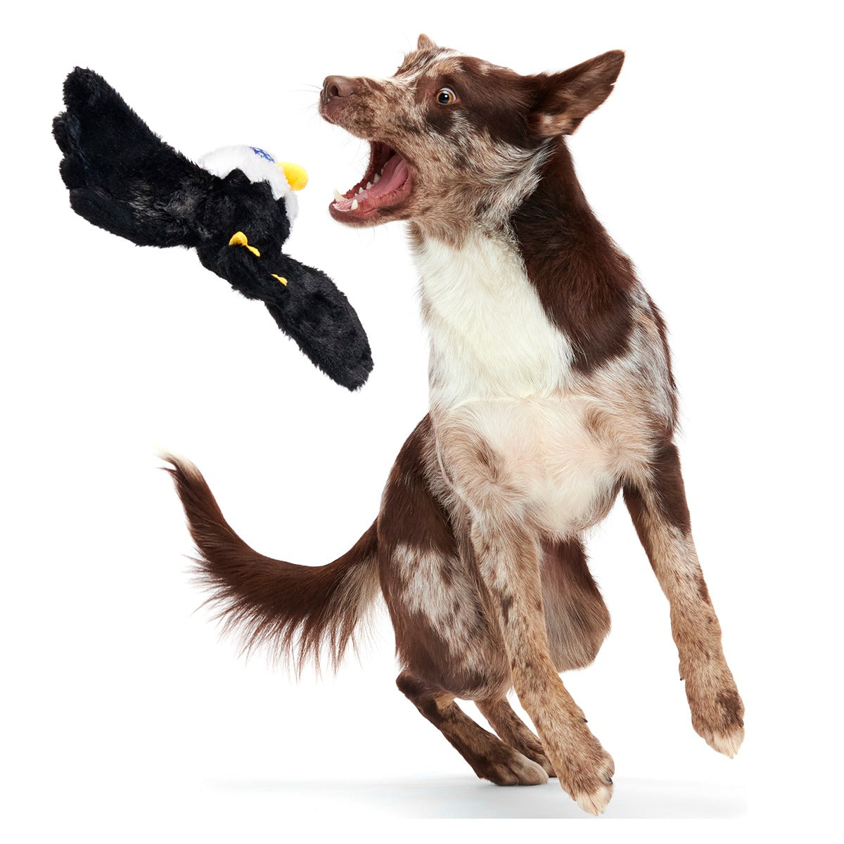 Bold Eagle Plush Tug Dog Toy