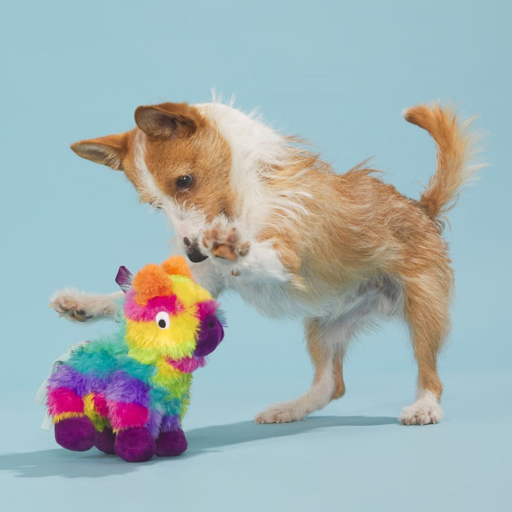 Full o' Fluff Pinata Plush Tug Dog Toy