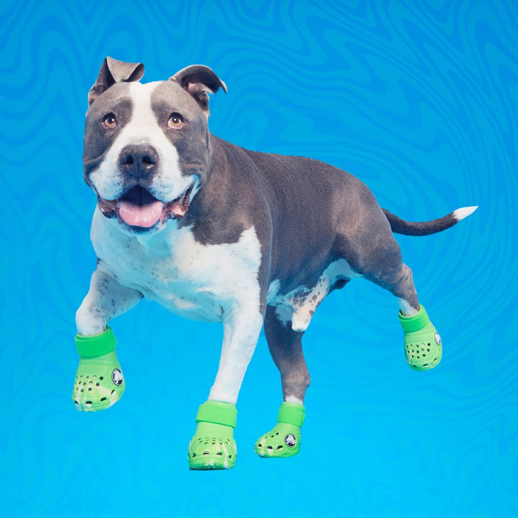 CrocsTM Shoes For Dogs