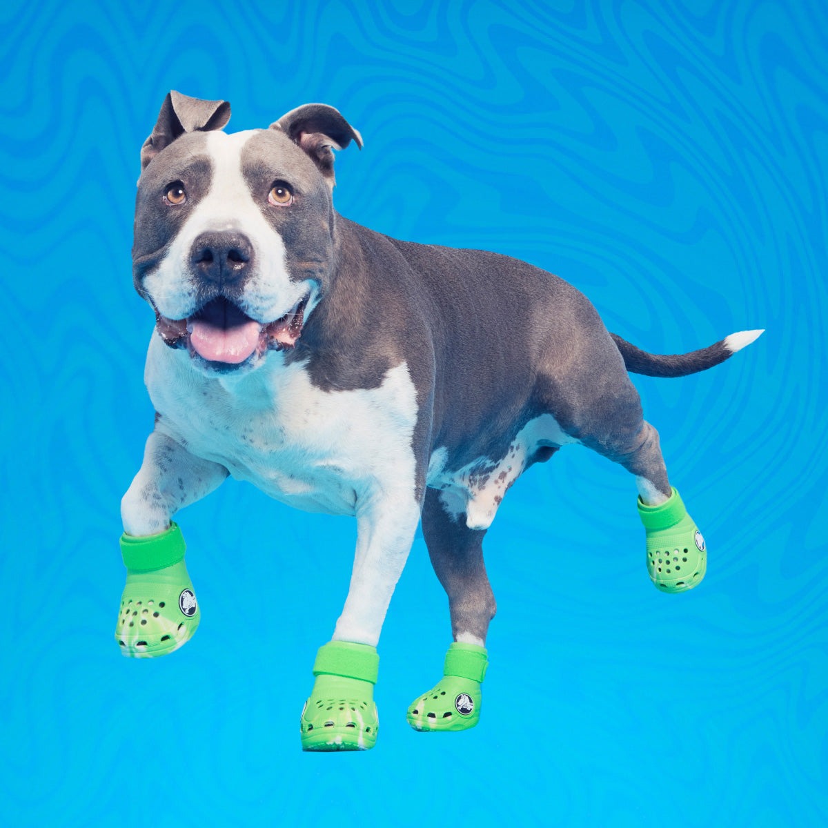 CrocsTM Shoes For Dogs