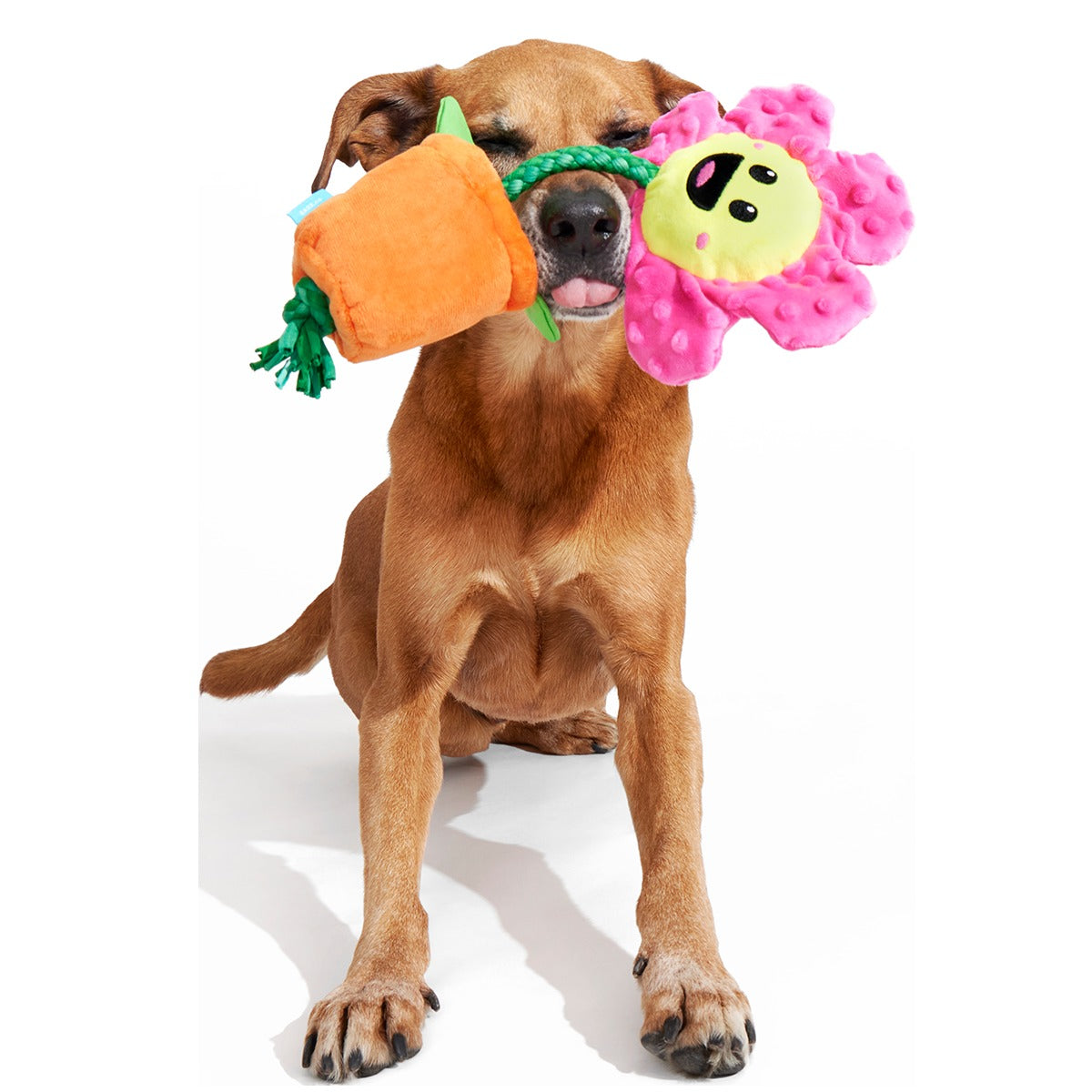 Rose the Daisy Plush Tug Dog Toy