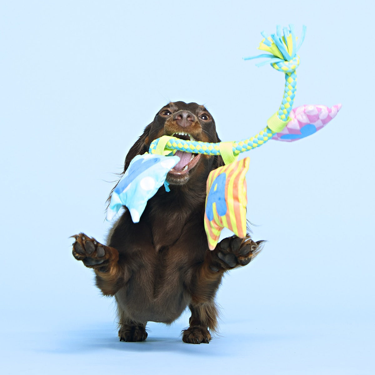 Happy Yay Banner Plush Tug Dog Toy