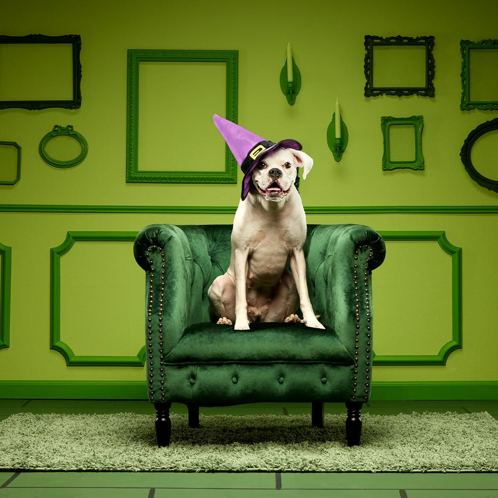 Witch's Scritches Hat Super Chewer Durable Wearable Dog Toy